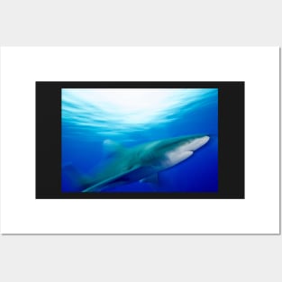 Oceanic White Tip Shark in Motion Posters and Art